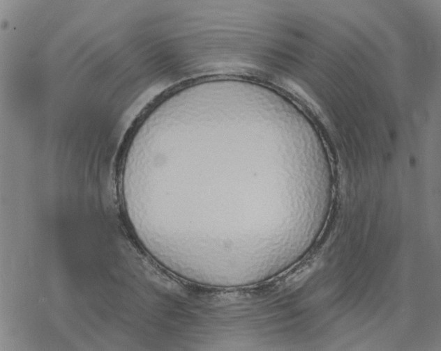 X0000077400883200611101817