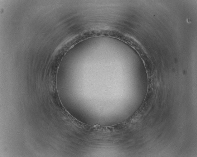 X0000077400919200611101816