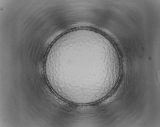 X0000077400929200611101816