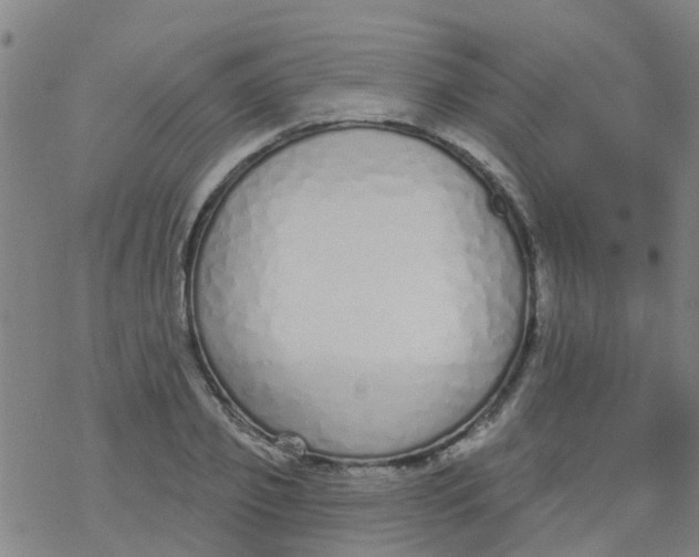 X0000077400933200611101816