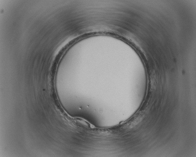 X0000077400975200611101816