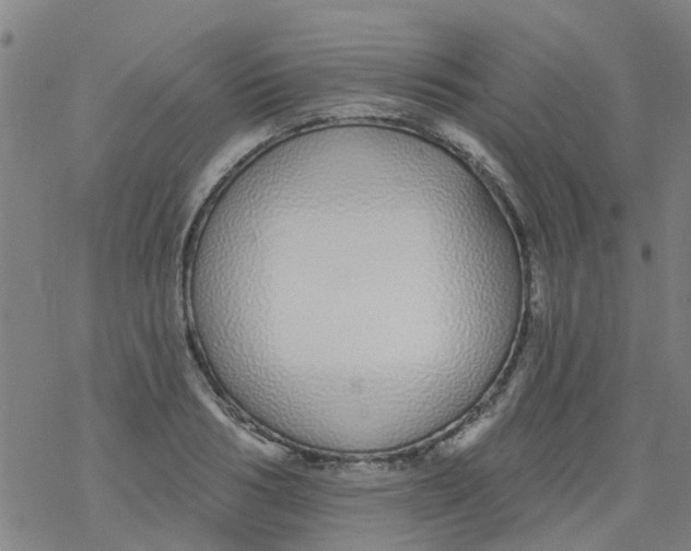 X0000077400986200611101816