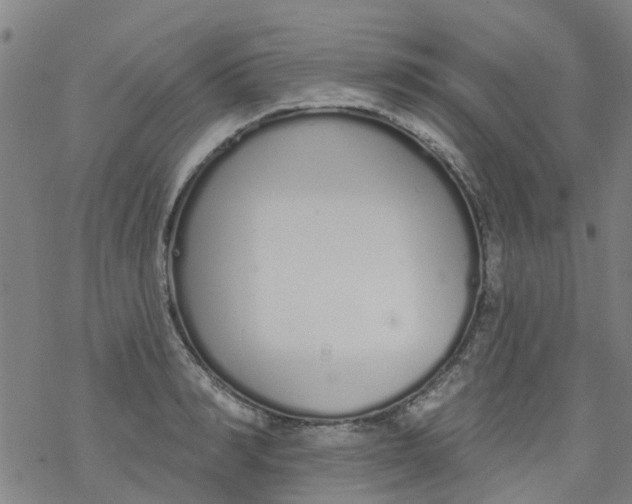 X0000077400990200611101815