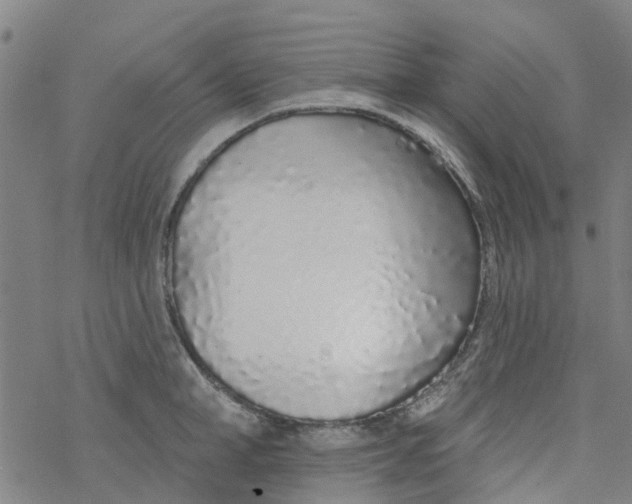 X0000077400998200611101815