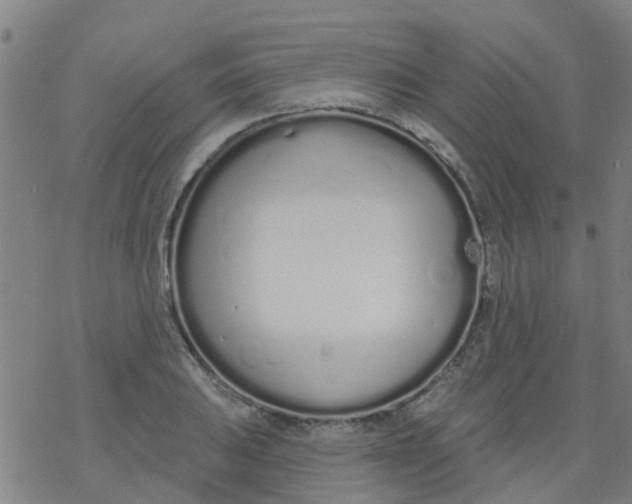 X0000077401031200611101815