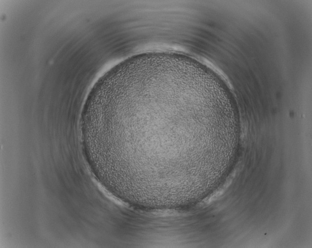 X0000077401037200611101815