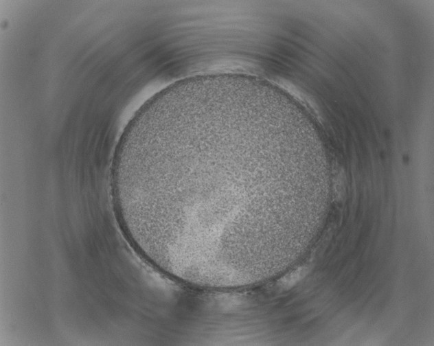 X0000077401086200611101814