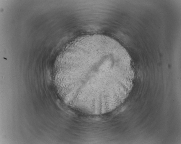 X0000077401106200611101813