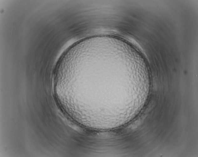 X0000077401227200611101812