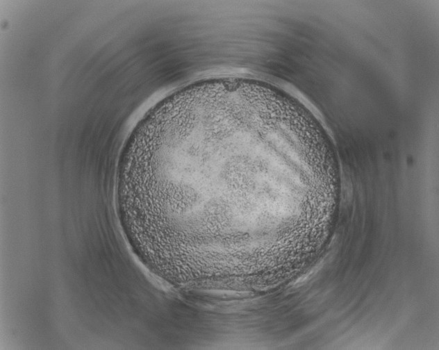 X0000077401245200611101812