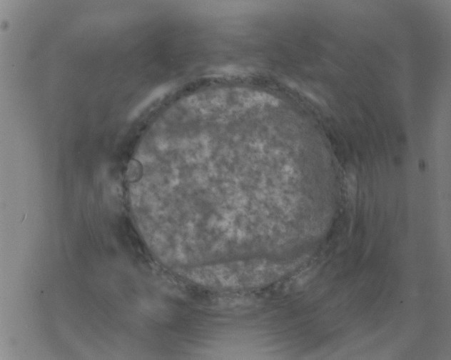 X0000077401254200611101811