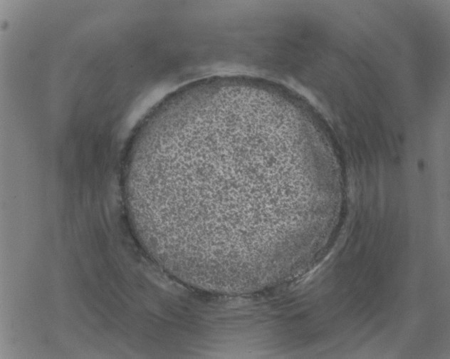 X0000077401263200611101811