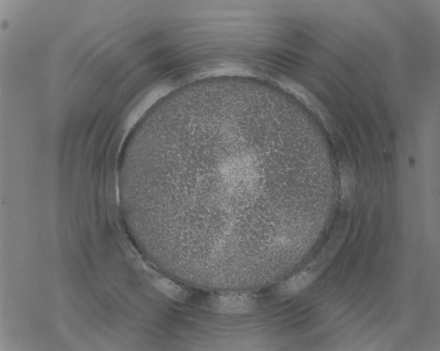 X0000077401274200611101811