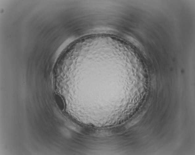 X0000077401275200611101811