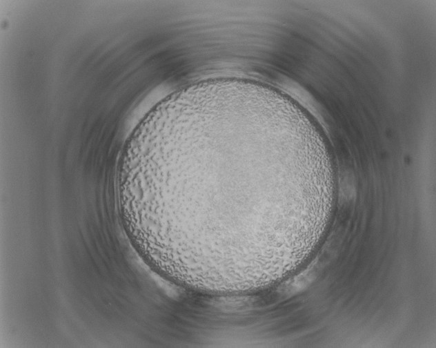 X0000077401290200611101811