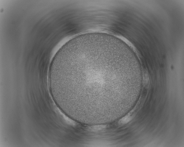 X0000077401294200611101810