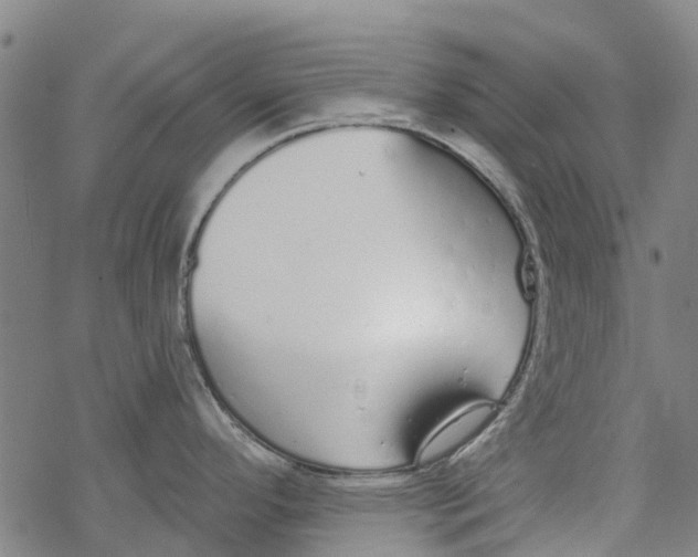 X0000077401296200611101810