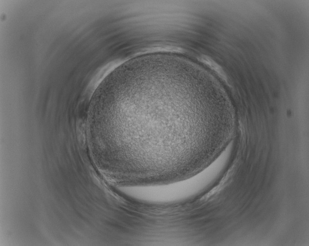 X0000077401369200611101809