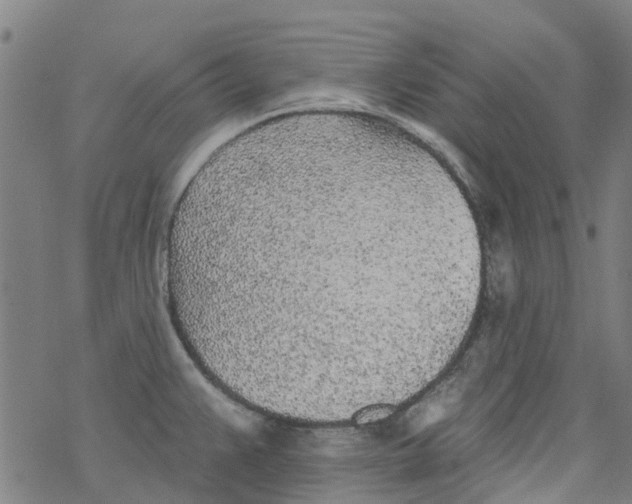 X0000077401383200611101809