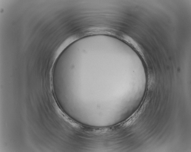 X0000077401386200611101809