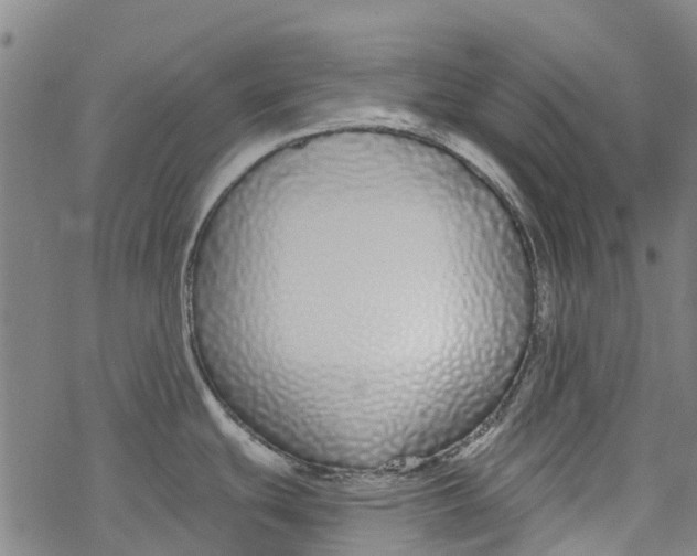 X0000077401439200611101809