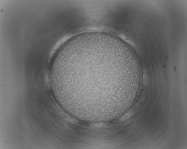 X0000077401454200611101808