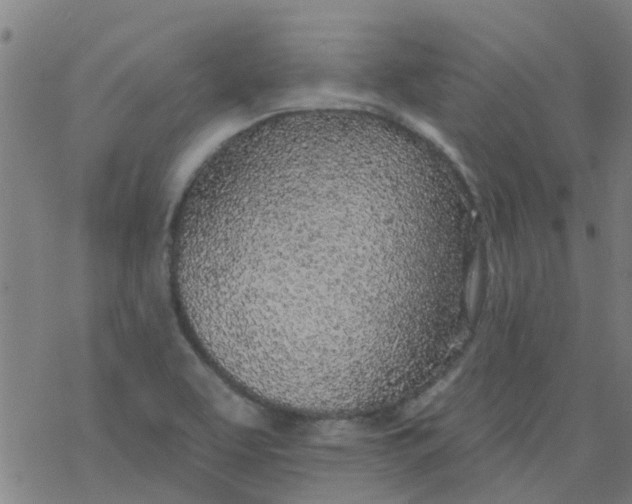 X0000077401463200611101808