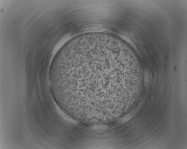 X0000077401466200611101808