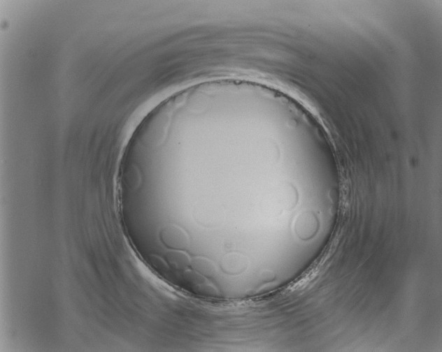 X0000077401535200611101807