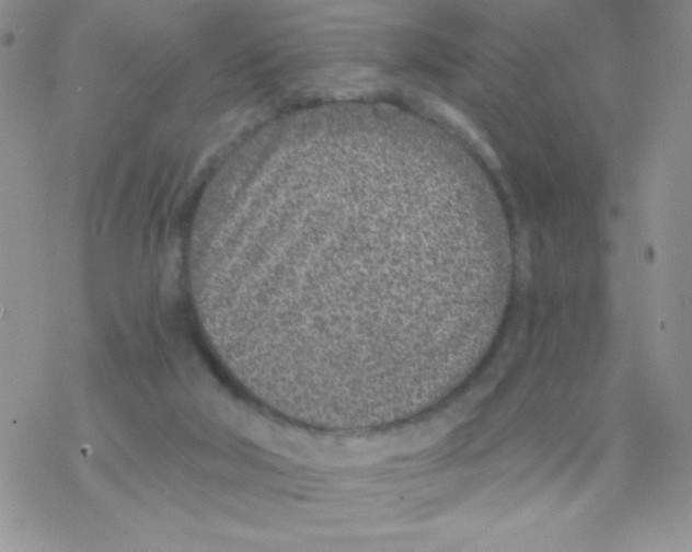 X0000077400018200611172115