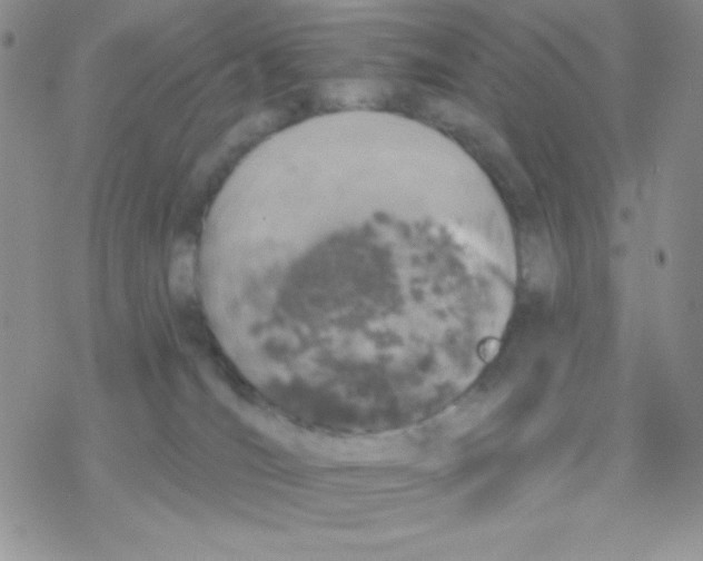 X0000077400036200611172115