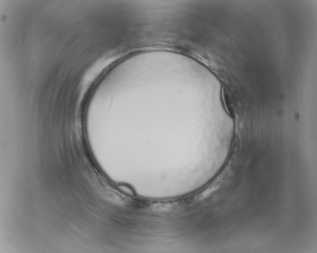 X0000077400294200611172111