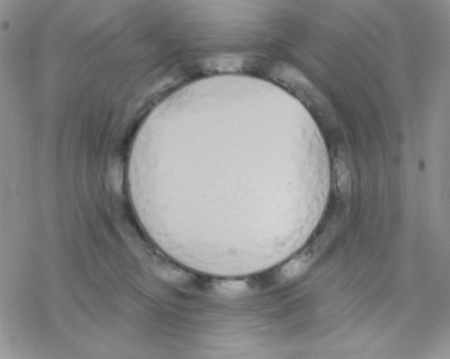 X0000077400374200611172110