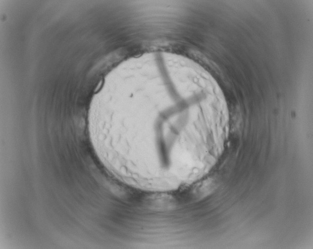 X0000077400427200611172109