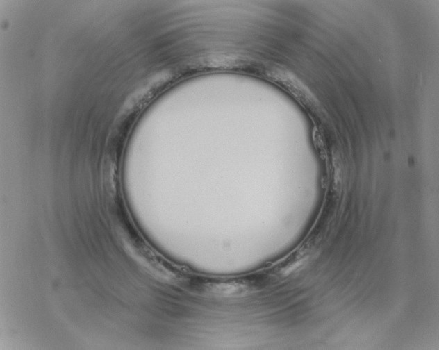 X0000077400542200611172106