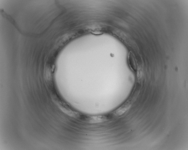 X0000077400623200611172105