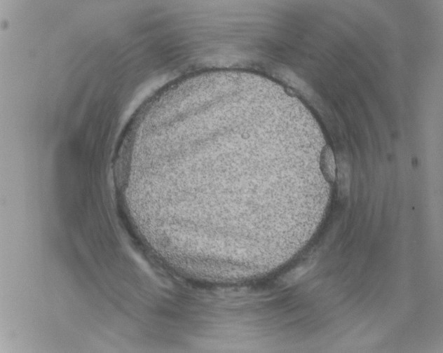 X0000077400626200611172105