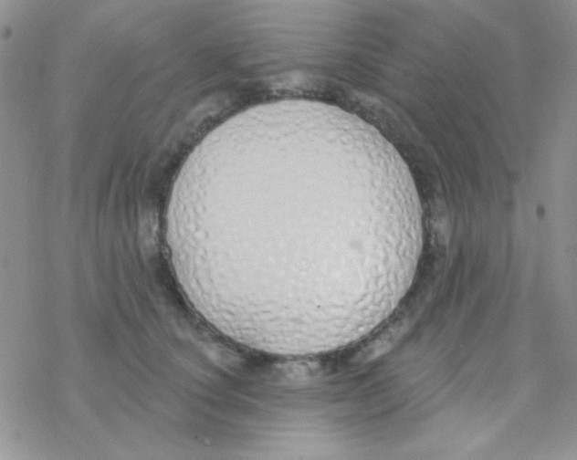 X0000077400660200611172105