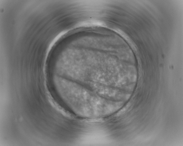 X0000077400864200611172102