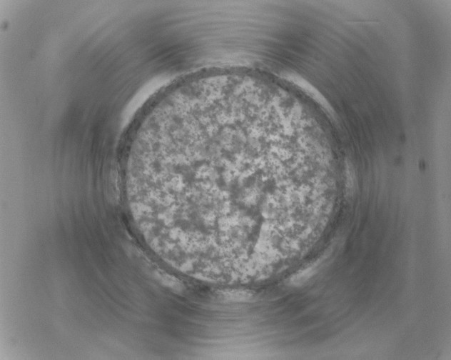 X0000077400878200611172101