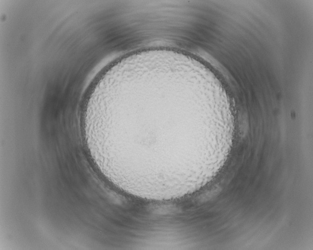 X0000077400886200611172101