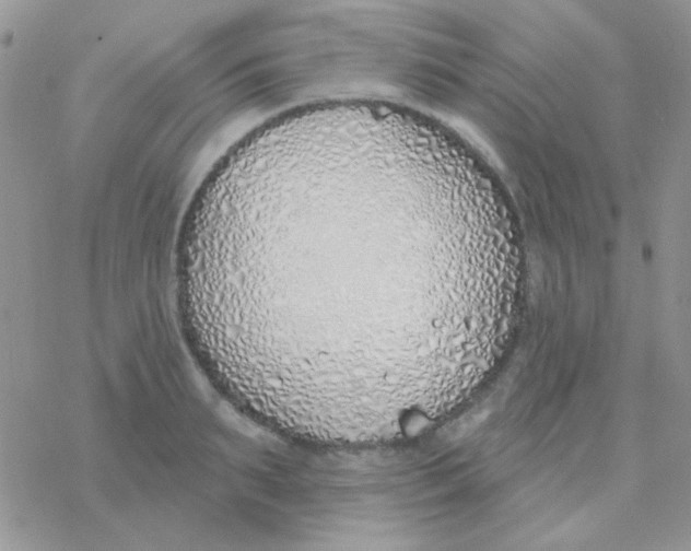 X0000077400895200611172101