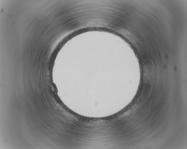 X0000077400926200611172100