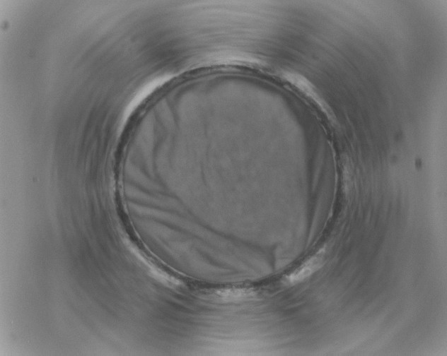 X0000077401024200611172059