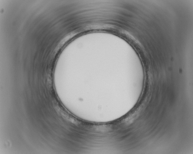 X0000077401025200611172059