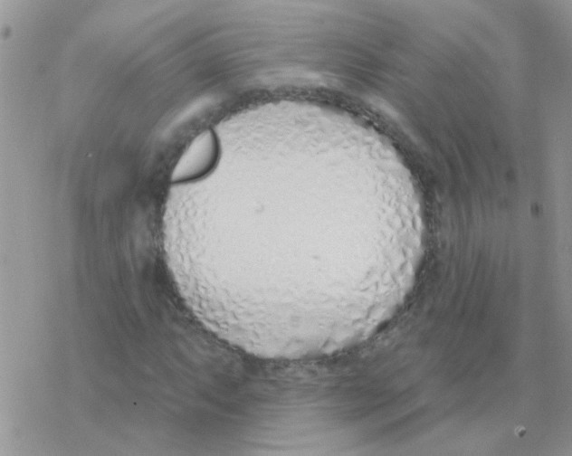 X0000077401063200611172058