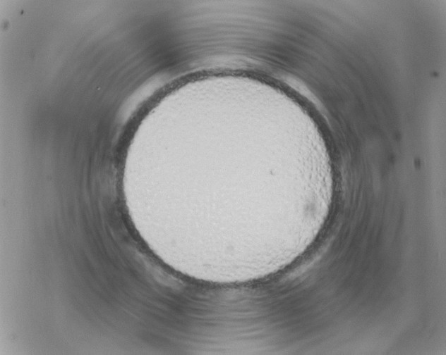 X0000077401067200611172058