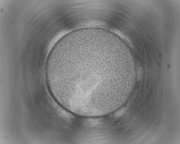 X0000077401086200611172058