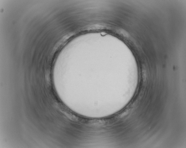 X0000077401217200611172055