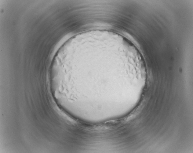 X0000077401243200611172056